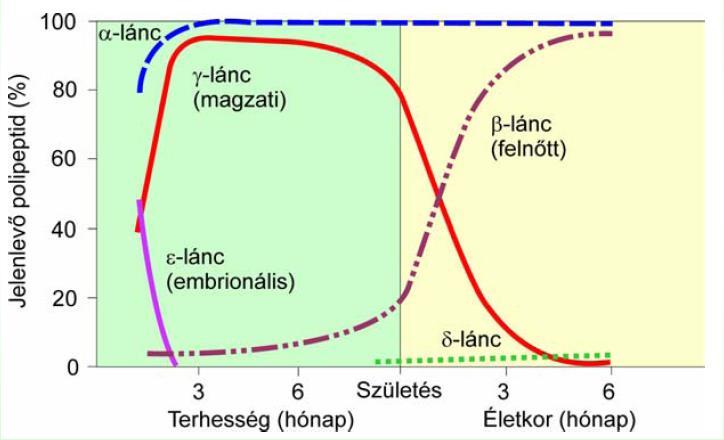 A hemoglobin láncok