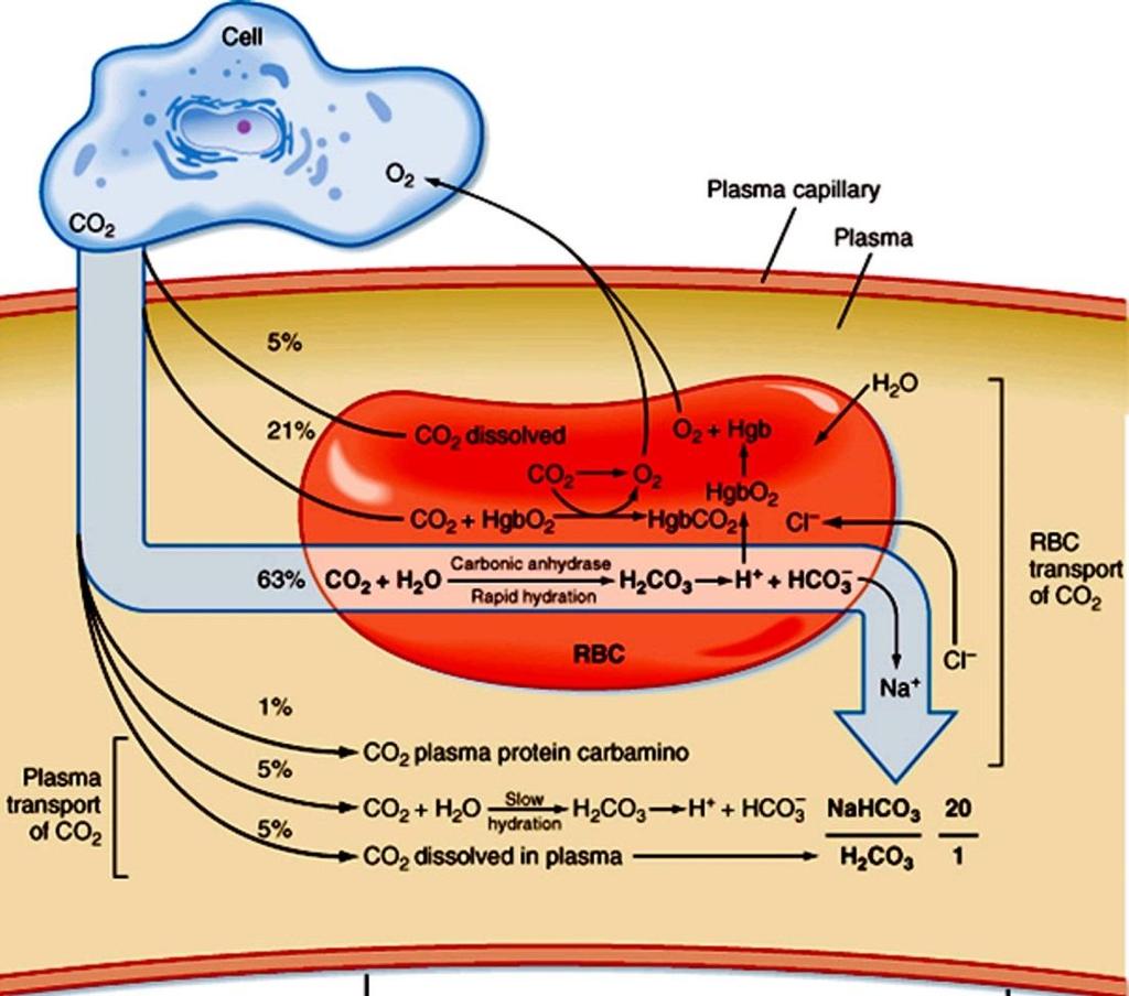 Szövetekben CO 2 kínálat: 1. A vörösvértestben szénsav-anhidráz hatására szénsav keletkezik 2.
