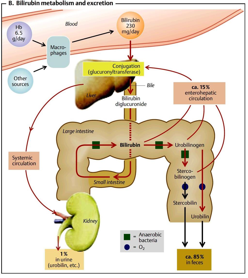 Vér Konjugáció glükuronsavval Epe 15% enterohepaticus körforgás Vastagbél Szisztémás keringés Vékonybél