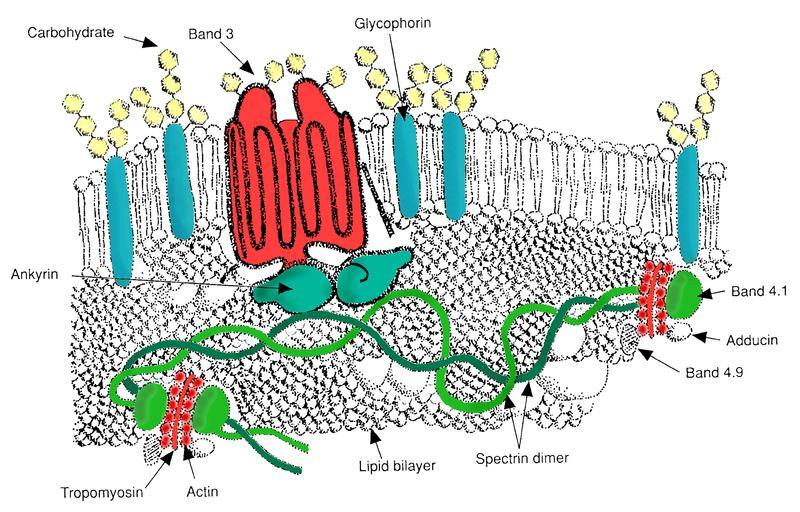 A vörösvértest membránfehérjéi Szénhidrátok Band 3 aniontranszporter Glukóz transzporter (GLUT1) Ankyrin Aktin/Tropomyosin Spectrin Proteinek: aquaporin-1, Na + /K + és Ca 2+ ATP-áz, Cl - /HCO3 -