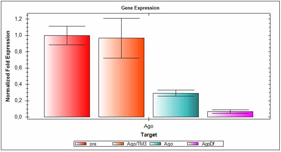 1. ábra Az Ago gén expressziójának vizsgálata qpcr technikával: 1. oszlop vad típusú tesztiszagomrns mennyisége, rp49 referencia RNS-hez normalizálva 2.