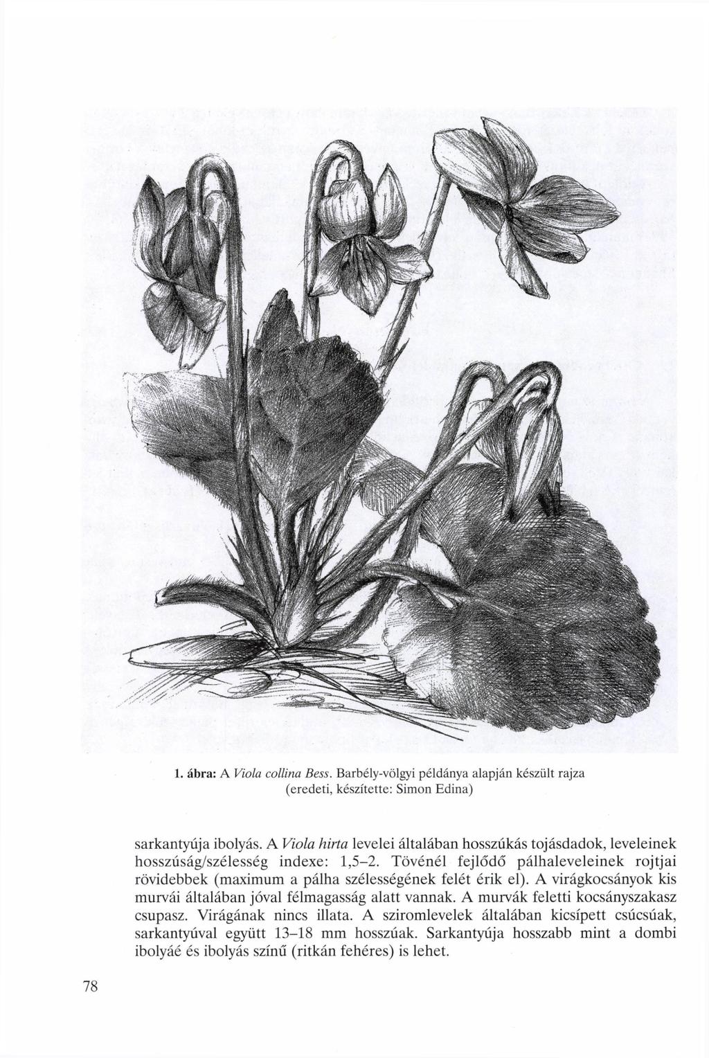 . ábra: A Viola ollina Bess. Barbély-völgyi példánya alapján készült rajza (eredeti, készítette: Simon Edina) sarkantyúja ibolyás.