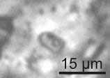 enargitban (Cu 3 AsS 4 ) 20 μm fluidzárványok antimonitban
