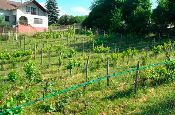 14. KERTES (MEZŐGAZDASÁGI) TERÜLETEK A korábban nagy jelentőségű szőlészet és gyümölcstermesztés nyomai még fellelhetők a Sárisáp domboldalain, melyek a