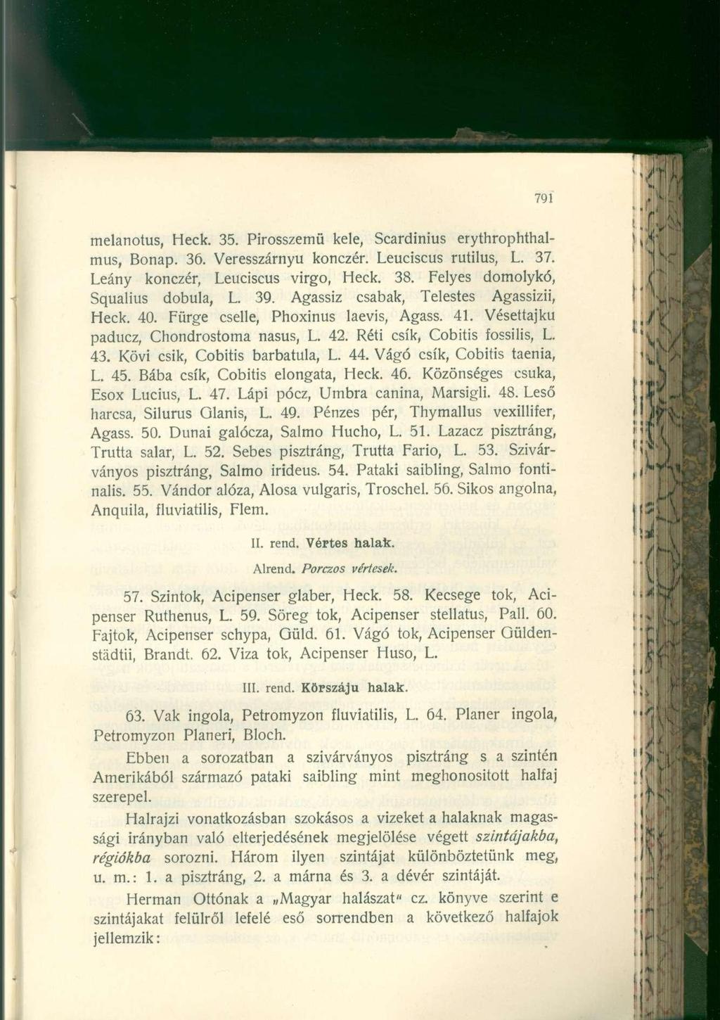 melanotus, Heck. 35. Pirosszemü kele, Scardinius erythrophthalmus, Bonap. 36. Veresszárnyu konczér. Leuciscus rutilus, L. 37. Leány konczér, Leuciscus virgo, Heck. 38.