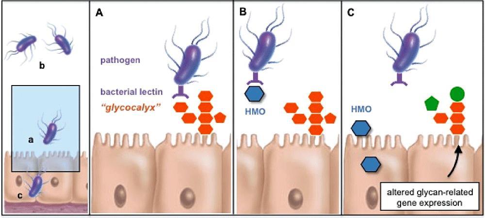 A HMO antiadhézív és glycocalyx modifikáló hatása