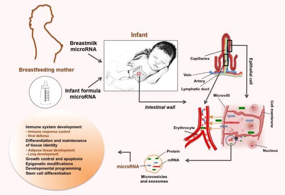 Az anyatej mikro RNS-einek útja a csecsemőben Alsaweed M