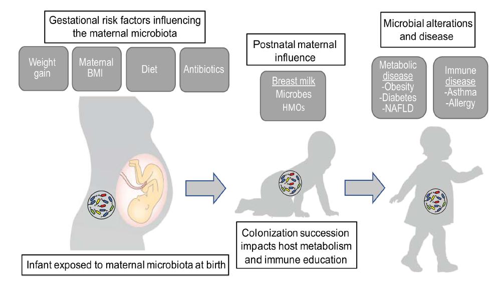 Az anyai mikrobiomot befolyásoló gesztációs faktorok Anyai BMI Diéta Antibiotikum Postnatalis anyai faktorok Anyatej Mikróbák HMO Metabolikus Betegségek Obesitas Diabetes NAFLD Mikrobiom változások