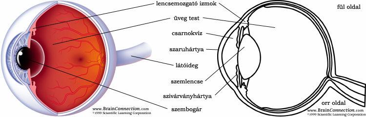 A szem optikáját az 1. ábra mutatja.
