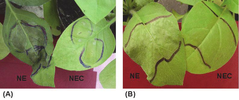 11. ábra: Szuperoxid-felhalmozódás Nicotiana edwardsonii (NE) és N. edwardsonii var. Columbia (NEC) fertőzetlen növényekben.