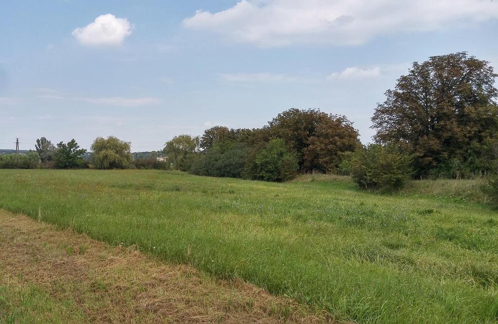 Zöldfelület: A zöldfelületek hátteret biztosíthatnak az épületek számára, keretezhetik a közlekedőfelületeket. Minőségi kialakítás esetén önálló tényezővé növik ki magukat.