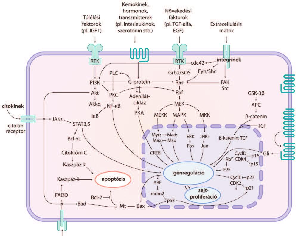 3. ábra. Jelátviteli mechanizmusok 4. ábra. Az imatinib (kék) és a ponatinib (barna) kötôdése az Ab1 proteinekhez 6 léphetnek interakcióba, egyidejűleg több betegség patomechanizmusával is interferálhatnak.
