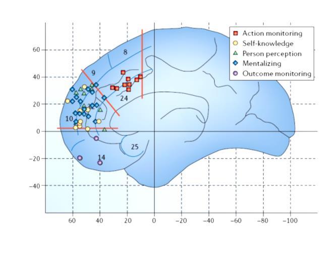 Az anterior medialis agyi területek funkcionális szerveződése Medialis PFC: area 9, 10 Cingulum: area 24, 25 + orbitofrontalis régió, area 14