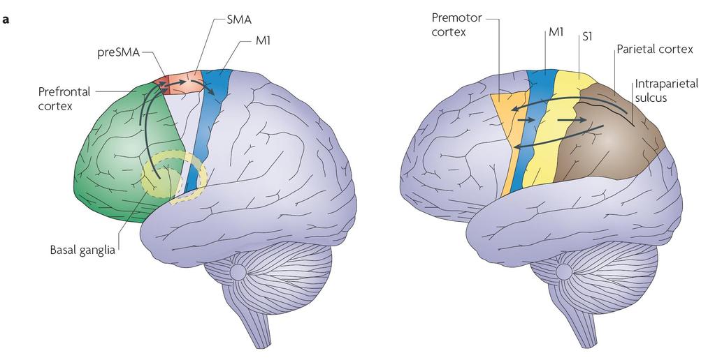 Intencionális cselekvés (pl. egy csésze megkeresése) PFC presma SMA M1 Premotoros cortex Ingervezérelt cselekvés (pl.