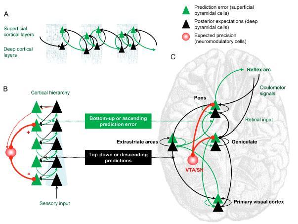 Mesencephalon dopaminerg sejtek: a precízió beállítása Felszíni piramissejtek Mély piramissejtek Corticalis hierarchia Bottom-up/felszálló predikciós hiba Top-down/leszálló predikció Predikciós hiba