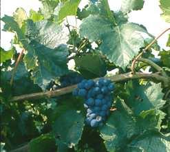 A Kunsági borvidéken termesztett fontosabb rezisztens, toleráns borszőlő-fajták területének alakulása a --es időszakban Szőlőfajta Aletta Bianca Kunleány Lakhegyi mézes Viktória gyöngye Villard blanc