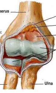 CAPSULA ARTICULARIS VÉKONY, LAZA TOK rétegei - membrana synovialis - membrana fibrosa mm. articulares m. brachialis, m.