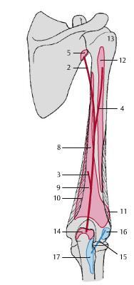 EXTENSOROK M. triceps brachii M.