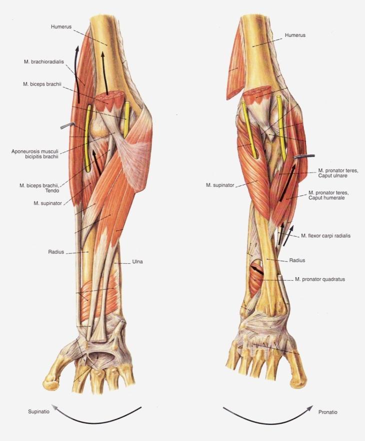 brachioradialis