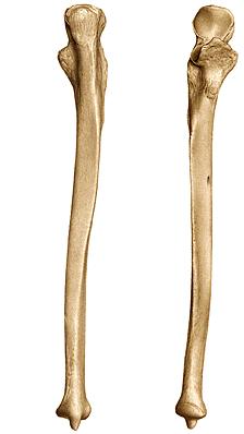 ÍZVÁPA (FOSSA ARTICULARIS)