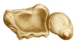 articularis GYNGLIMUS Trochlea humeri Art.