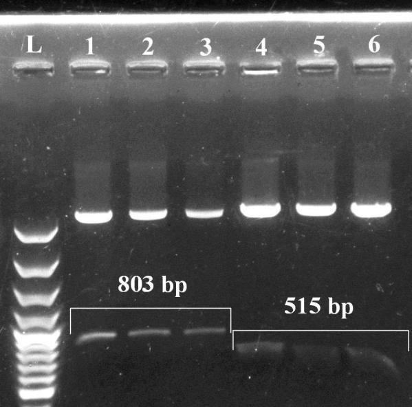 11. ábra: A PstI restrikciós emésztés eredménye a kalkulált fragmentméretekkel: 1-3: I-es orientáció, 4-6: II-es orientáció, L: 100 bp Plus DNS ladder kontroll (3000, 2000, 1500, 1200, 1000, 900,