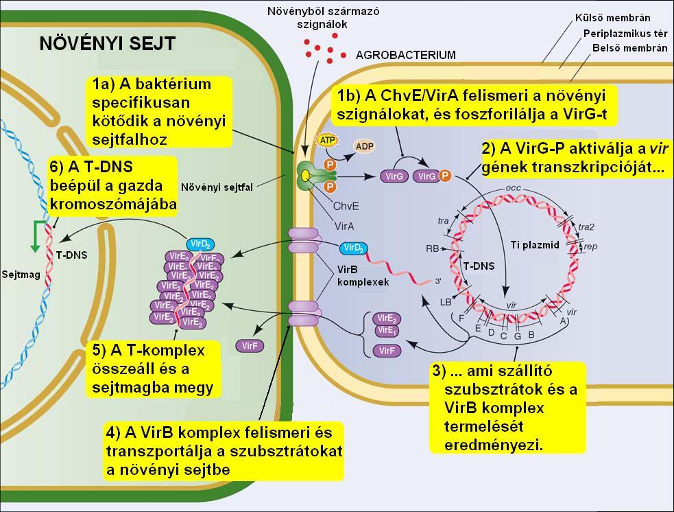 1.2. Agrobaktérium fertőzés folyamata Az Agrobacterium törzsek széles körben elterjedtek a természetben. Teljesen szaporodóképesek a talajban függetlenül a gazdától.