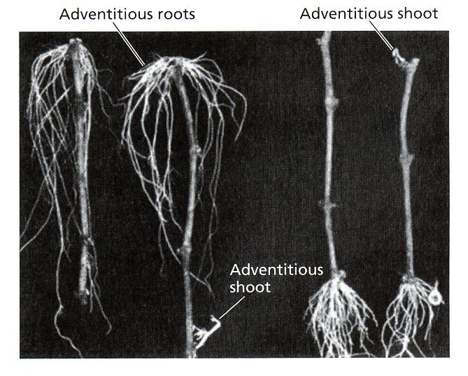 Járulékos gyökérfejlődés a fásszárú szőlő hajtások alapi részén,
