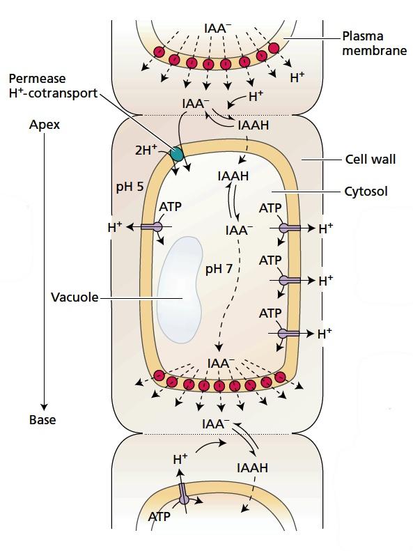 A poláris auxin szállítás kemiozmotikus modellje