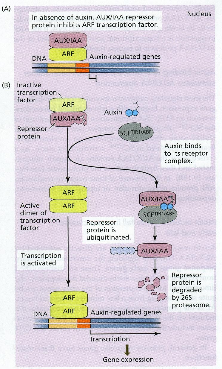 A transzkripciós aktivitás auxin szabályozás modellje a korai gének