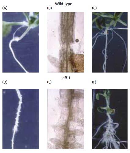 A vad típusú (A-C) és alf1 mutáns (D-F) Arabidopsis csíranövények gyökerének a