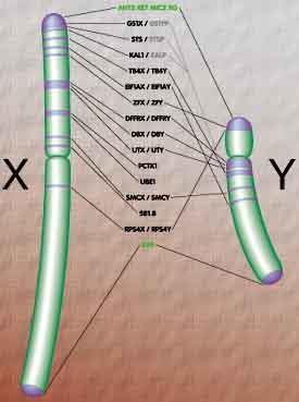 Az X kromoszóma inaktívációja A kromatin szerkezet befolyásolja a génexpressziót Férfiak: XY Nők: XX X kromoszóma: nagy méretű több mint 1000 gén Y kromoszóma: kis méretű, kevesebb, mint 100 gén