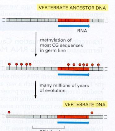 A CG metilációval a DNS inaktíválása a cél. Gerincesekben metil C T mutáció csak akkor örökíthető tovább, ha még az ivari vonalon bekövetkezik.
