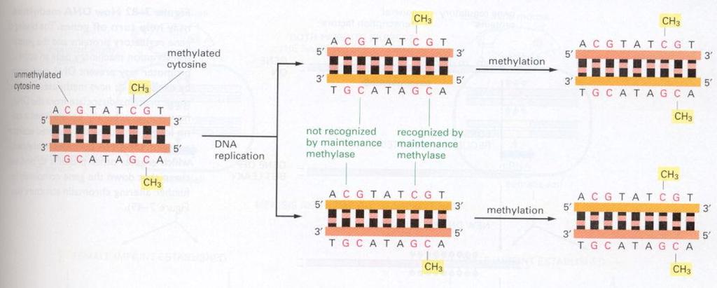 Gerincesek DNS-ében a metiláció kizárólag a citozin nukleotidokat érinti, ott is a CG báziskettősben helyet foglalókat.
