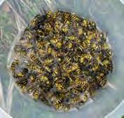 Darázs fajok (német-, kecske- és lódarázs) (Vespula germanica, V. vulgaris, V. crabro) (Hymenoptera, Vespidae).