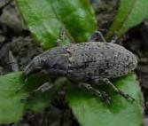 Dél-Európában és Észak-Afrikában hasonló károkat okoz, mint nálunk a lisztes répabarkó (Bothynoderes punctiventris).