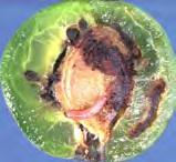 almamoly kártétel (Fotó: Koczor S.) Fotó: Tóth M. Földközitengeri gyümölcslégy kártétel www.inra.