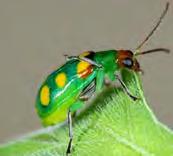 S. myopaeformis www.meloidae.com C. pomonella www.pbase.