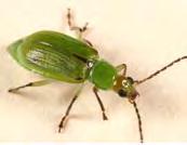 Északi kukoricabogár - Diabrotica barberi Smith & Lawrence (Coleoptera, Chrysomelidae). A kukorica kártevœje Észak-Amerikában.
