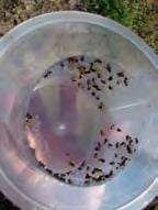 Csapdánkat virágillatanyagos csalétekkel szállítjuk, tehát hímeket és nœstényeket is fog. Javasolt csapdatípus: KLP+ (RendelhetŒ: 2014- tœl). ukmoths.org.uk www.fundacaoprocafe.com.