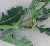 Javasolt csapdatípus: VARb3 A csapda nagy tömegben képes befogni a hím egyedeket tehát gyérítésére is alkalmas lehet (RendelhetŒ: 2011-tŒl). species.wikimedia.org farm3.static.flickr.com www.hmbg.