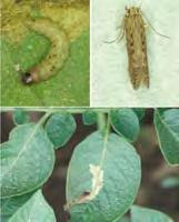 ustulatus fogások feromonnal, vagy növényi illatanyag és feromon kombinációjával csalétkezett csapdákban (Veneto, Olaszo., 2008, Tóth. M. & Furlan L.