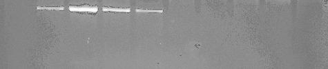 3 4 5 6 7 8 9 0 3 4 5 6 7 8 9. ábra A S. cerevisiae és S.