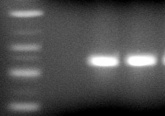 3 900bp 5. ábra S. uvarum-specifikus primerekkel készült URA3 PCR-reakció termékek..: 0-70;.: hibrid; 3.: m9.