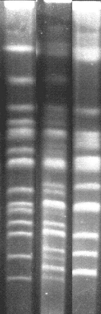 (00) életképes fertilis spórákat képzı interspecifikus hibridrıl számol be. Feltételezésük szerint a hibrid allotetraploid volt.