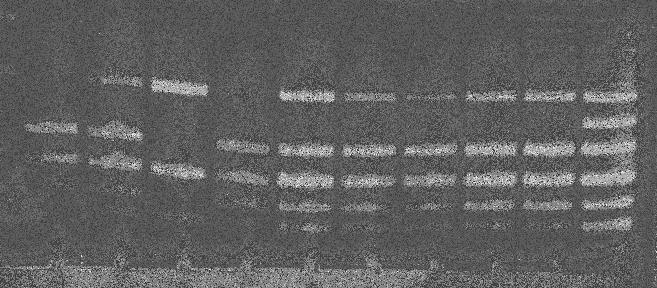 The star marks a newly appeared band. - A III.