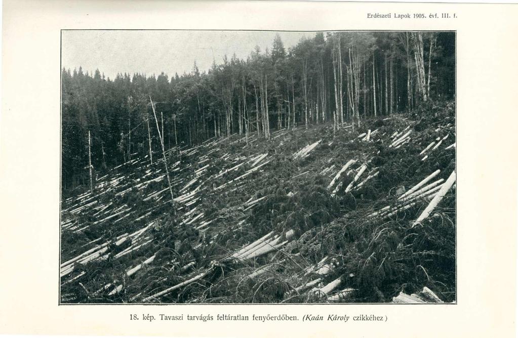 18. kép. Tavaszi tarvágás feltáratlan fenyőerdőben.