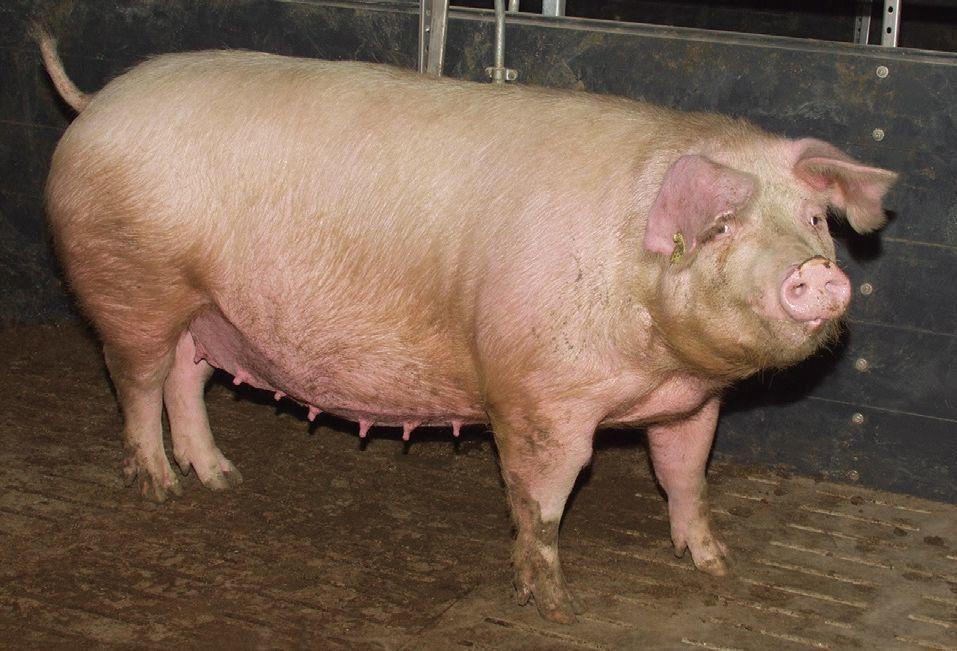 A PPV1 által okozott szaporodásbiológiai zavarok megelőzésére a tenyészkocák vakcinázását széles körben alkalmazzák.