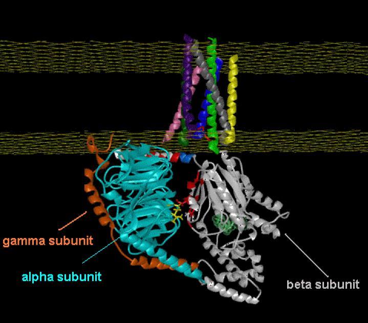 KEMORECEPTOROK 7TM/G-PROTEIN