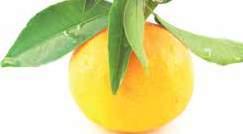 CITROM 399 Citrus